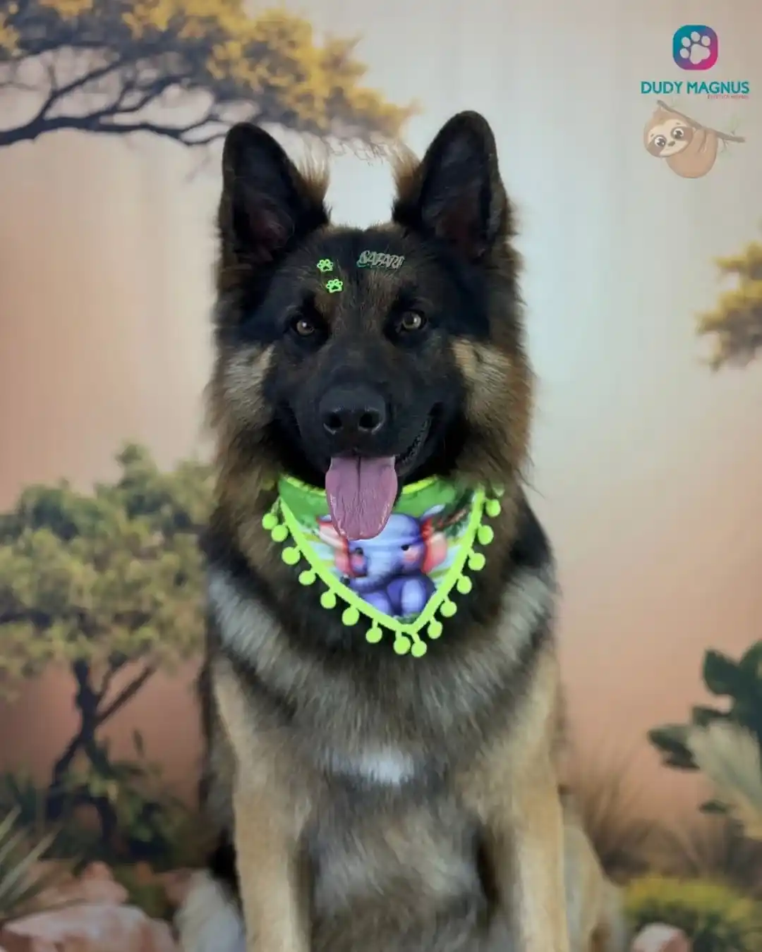 Tosa higiênica em cachorro