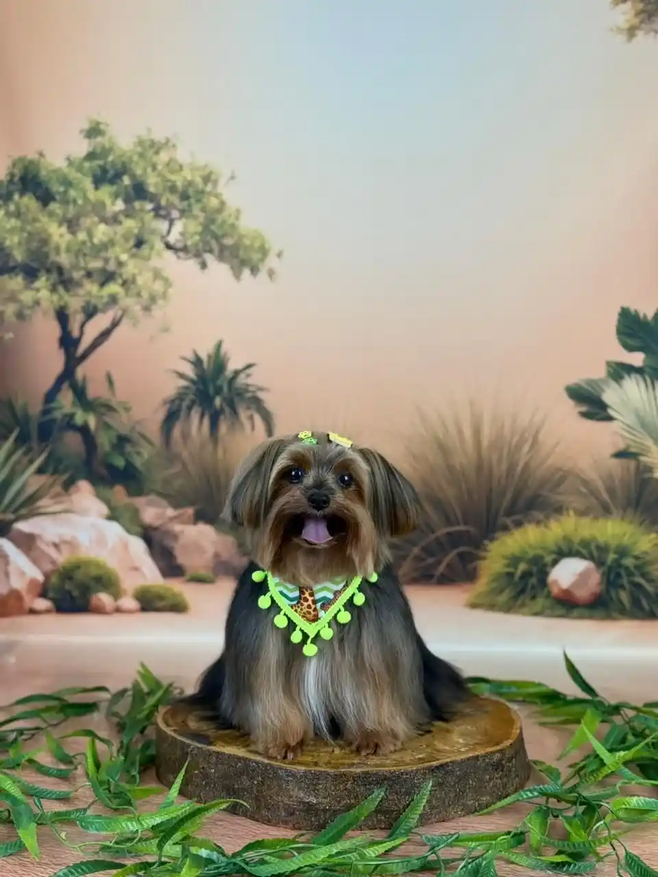 Cachorro finalizado com laço