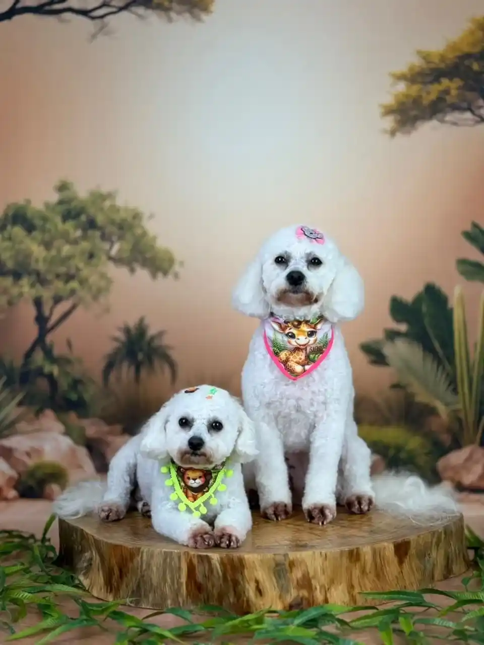 Banho relaxante para pets