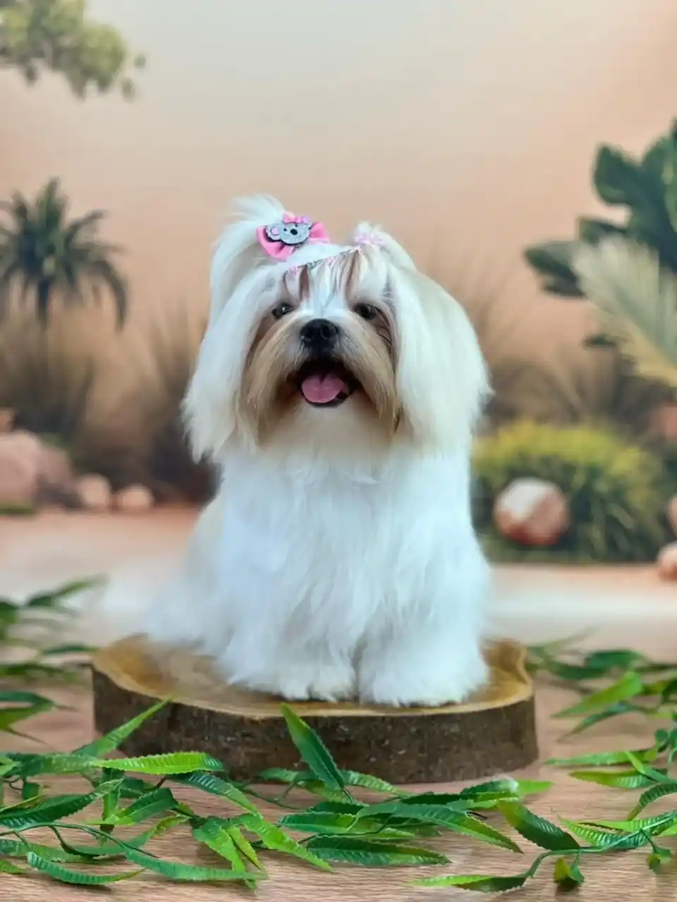 Tosa bebê em Shih Tzu