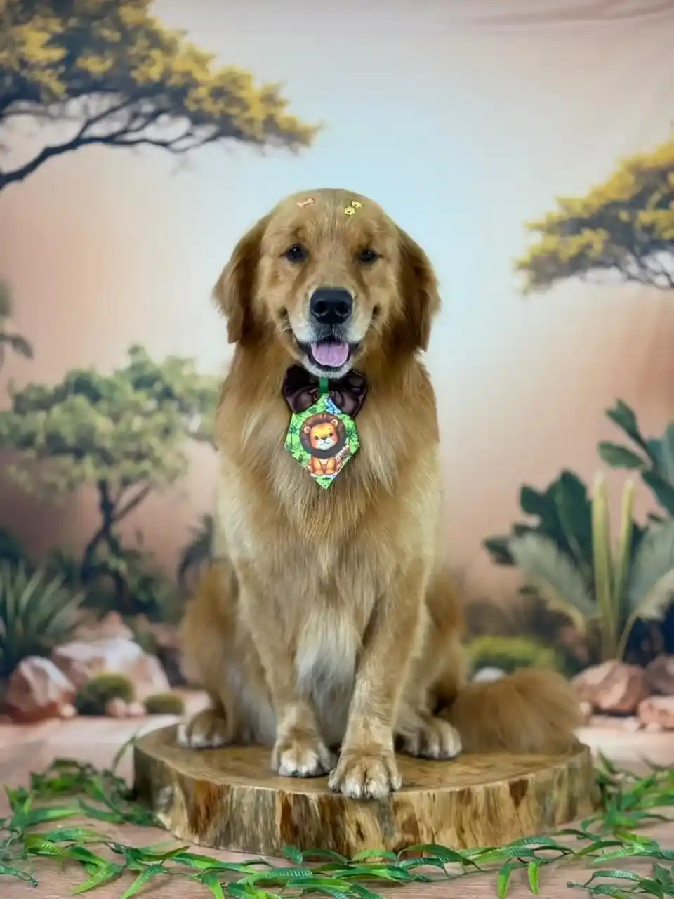 Banho em cachorro grande porte